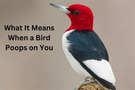 chances of bird pooping on you|Ever Wondered What It Means When a Bird Poops .
